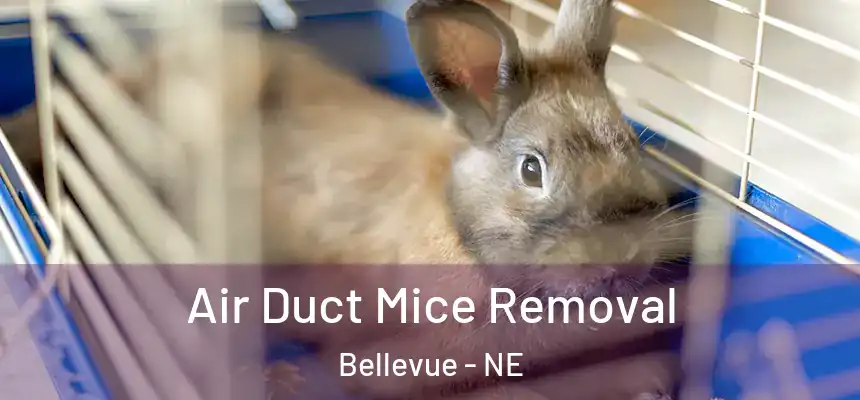 Air Duct Mice Removal Bellevue - NE